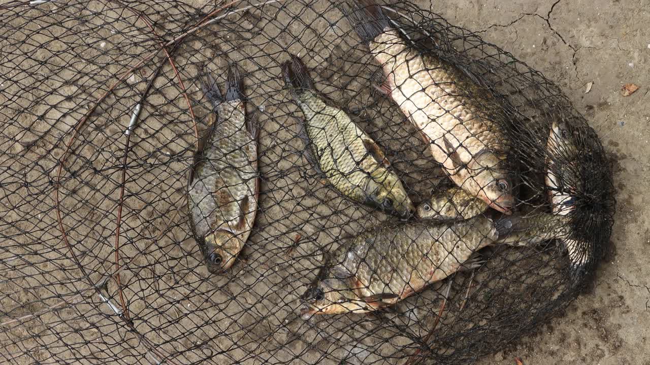 河里的鱼被活捉，鱼儿在网里抽搐。4 k的决议视频下载