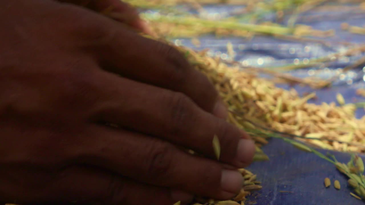 成熟水稻收获的稻穗/柬埔寨视频素材