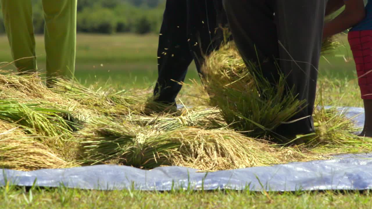 柬埔寨，农民从收获的水稻上割下稻穗视频素材