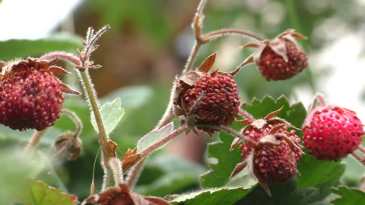 森林里第一批野草莓。之所以叫“野草莓”，是因为它成熟的果实紧贴地面视频素材