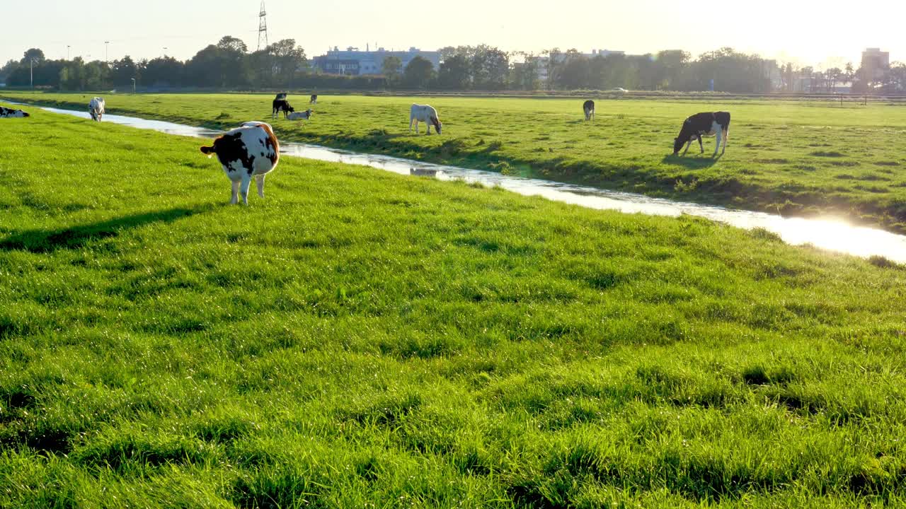 绿色草地上许多反刍的牛。视频素材