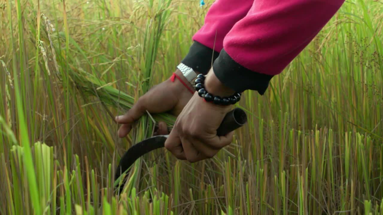 农民收割成熟的水稻/柬埔寨视频素材