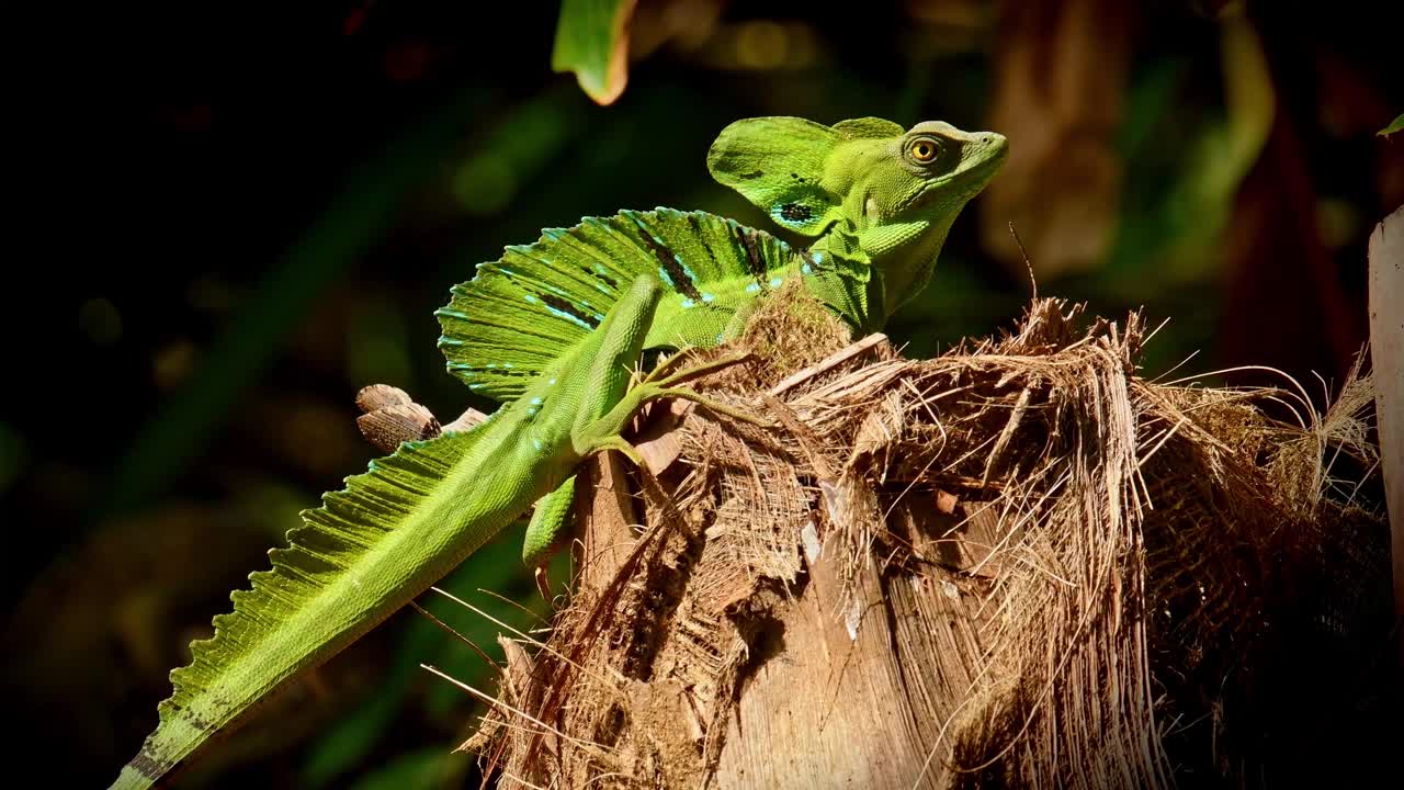 绿色蛇怪-蛇怪也被称为绿色蛇怪，双冠蛇怪，或耶稣基督蜥蜴，种类的蜥蜴科，在太阳上休息的爬行动物。视频素材