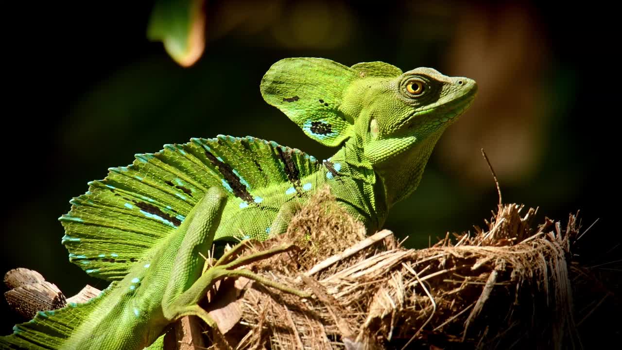 绿色蛇怪-蛇怪也被称为绿色蛇怪，双冠蛇怪，或耶稣基督蜥蜴，种类的蜥蜴科，在太阳上休息的爬行动物。视频素材