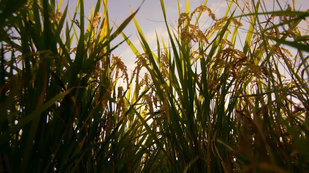日落时稻田里的水稻/全罗南道罗州视频素材
