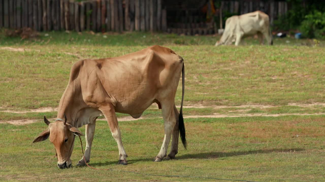 牛吃草/柬埔寨视频素材