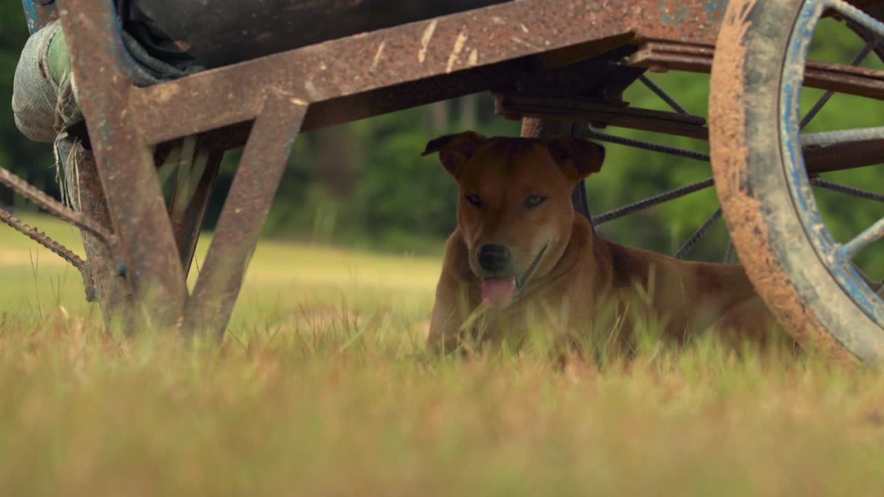 狗坐在车的阴影下草地区域/柬埔寨视频下载