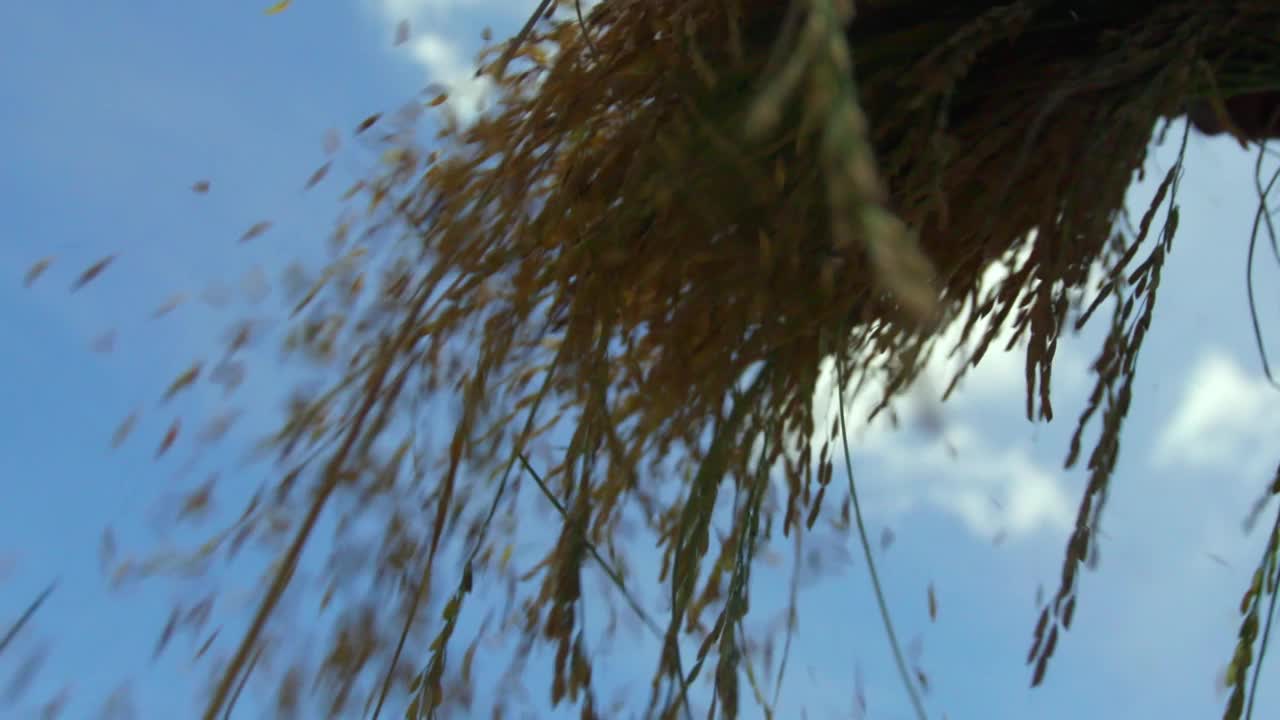 柬埔寨，农民从收获的水稻上割下稻穗视频下载