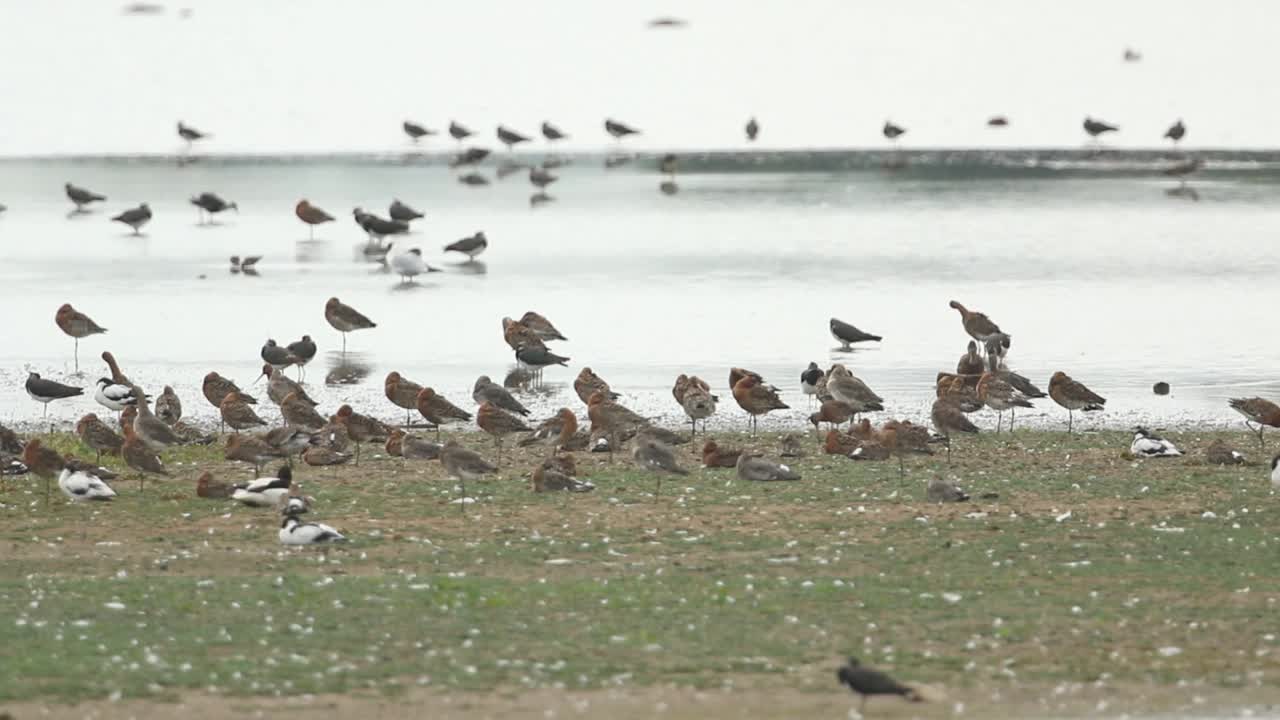 在诺福克海岸的一个淡水河口，一群黑尾塍鹬(Limosa Limosa)与其他涉水鸟类一起休息、展示、梳理羽毛并进食。视频下载