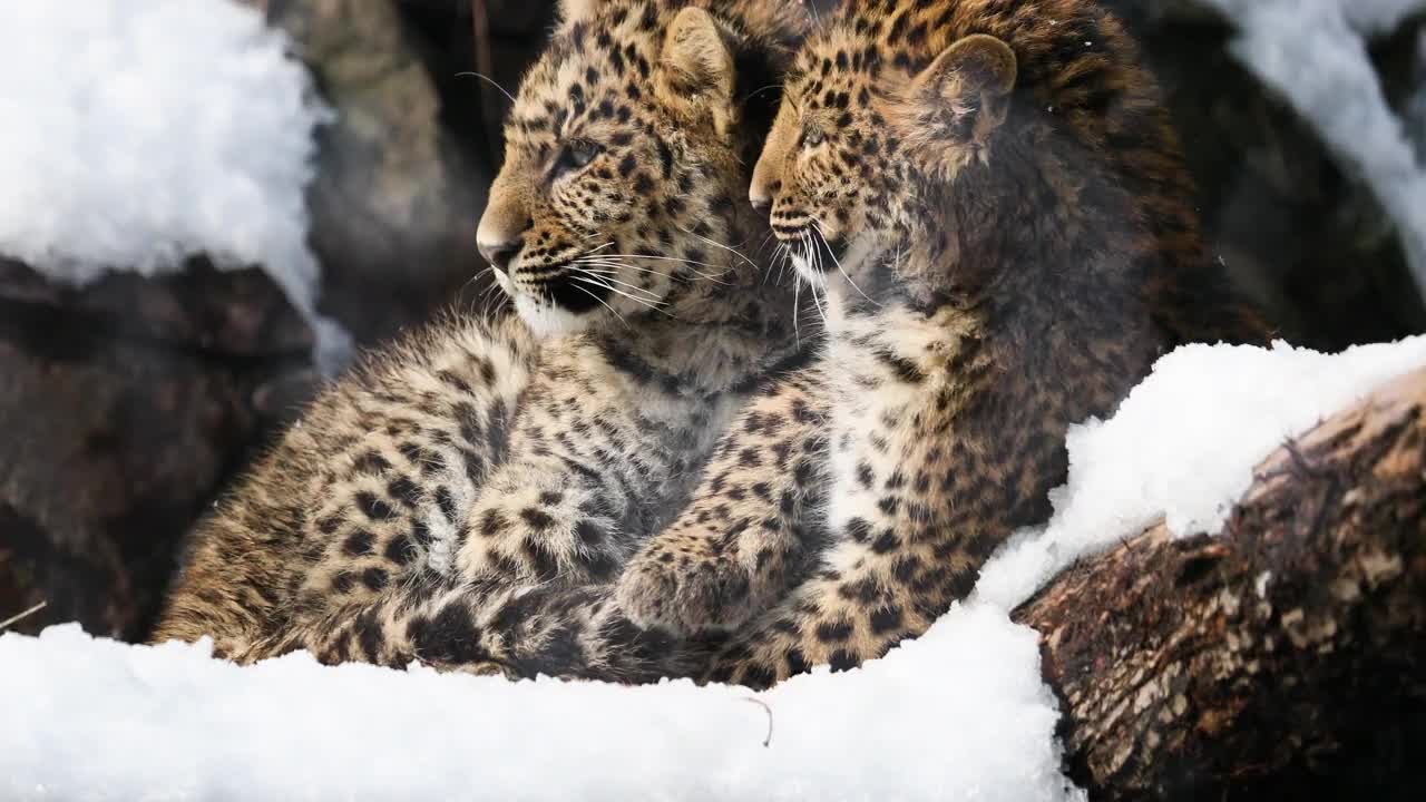 两只小豹(Panthera pardus)舔着皮毛在一起玩耍。视频素材