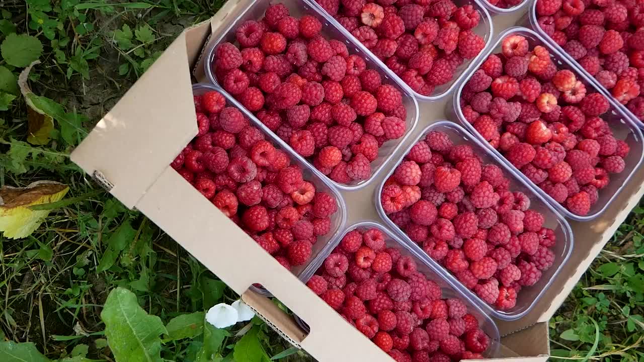 收割树莓。成熟的树莓丛。收获天然的有机浆果。在农场里收集覆盆子。视频素材