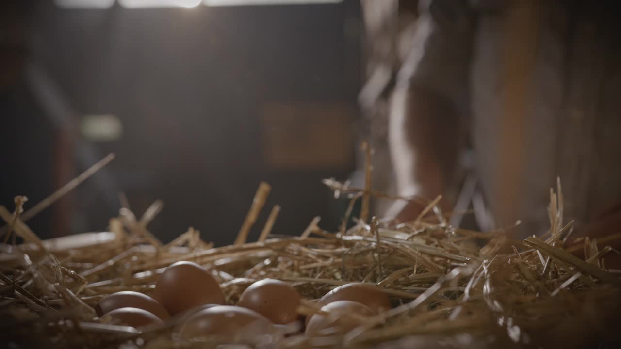 一位农民正从箱子里的干草上捡鸡蛋视频素材