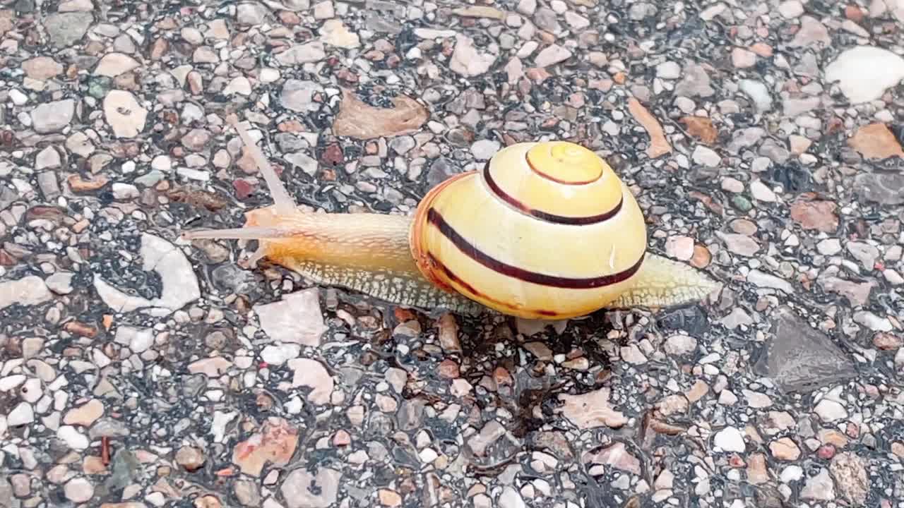 蜗牛正在过马路视频素材