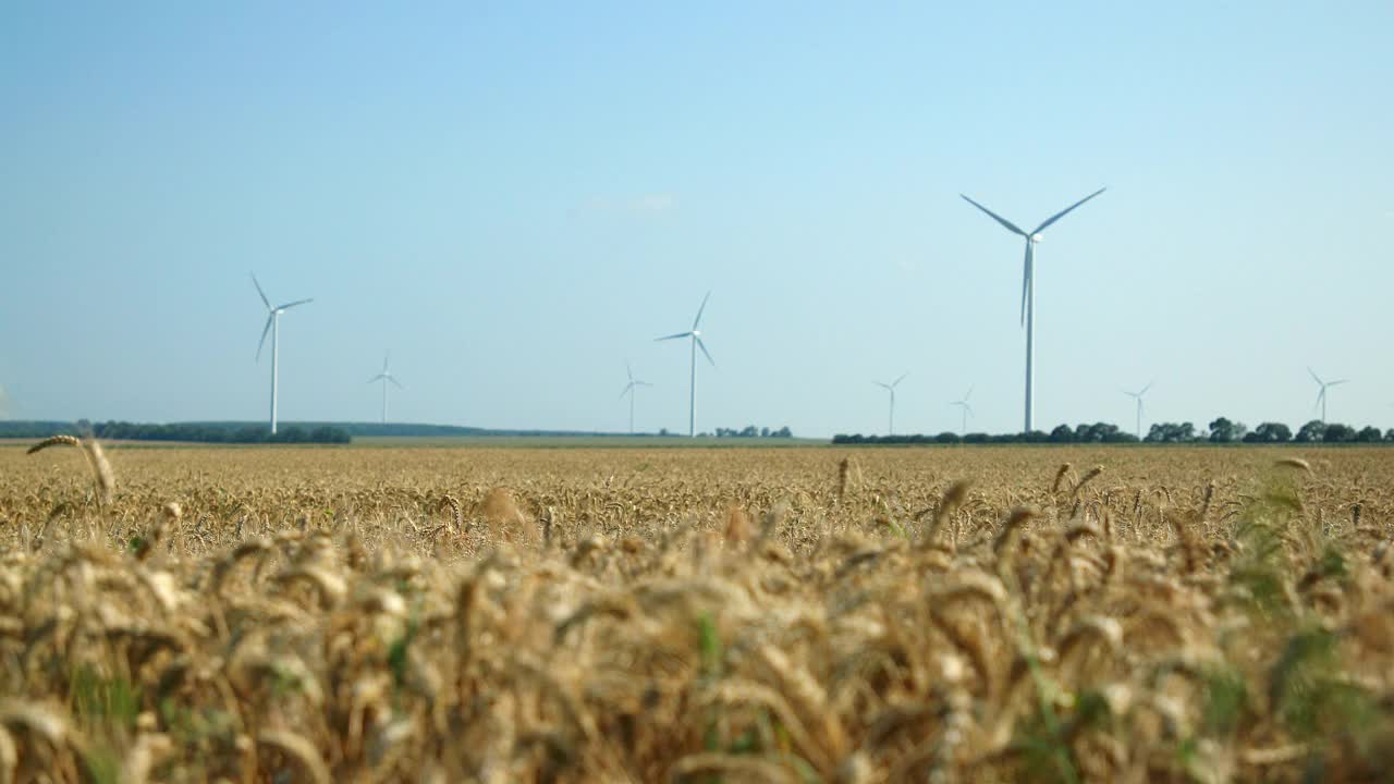 风吹在成熟的麦田里，背景是风力发电机。小麦在收获前播种。农业职业，可持续性和环境保护。视频下载
