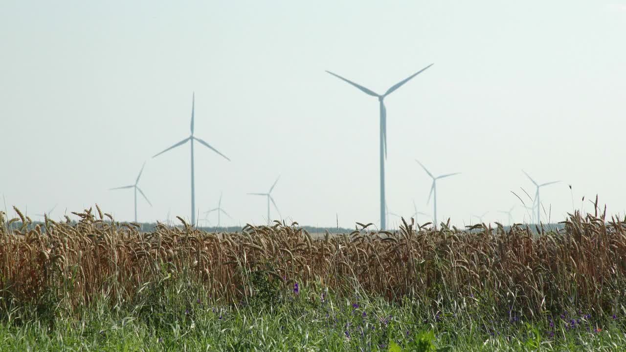 风吹在成熟的麦田里，背景是风力发电机。小麦在收获前播种。农业职业，可持续性和环境保护。视频下载