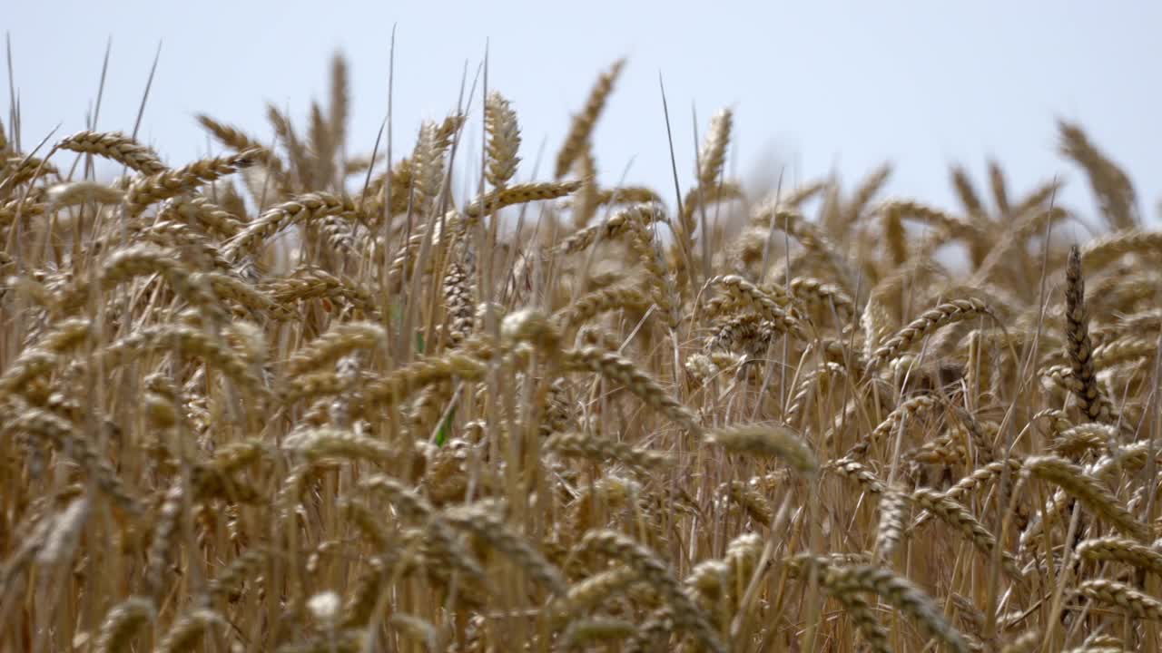 风吹在成熟的麦田里。在收获前，近距离观察金黄色的小麦植株。农业职业。视频下载