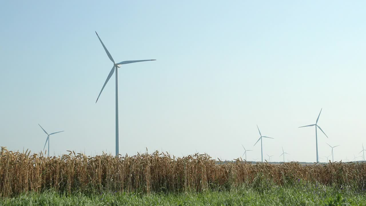 风吹在成熟的麦田里，以风力发电机为背景，慢镜头。小麦在收获前播种。农业职业，可持续性和环境保护。视频下载