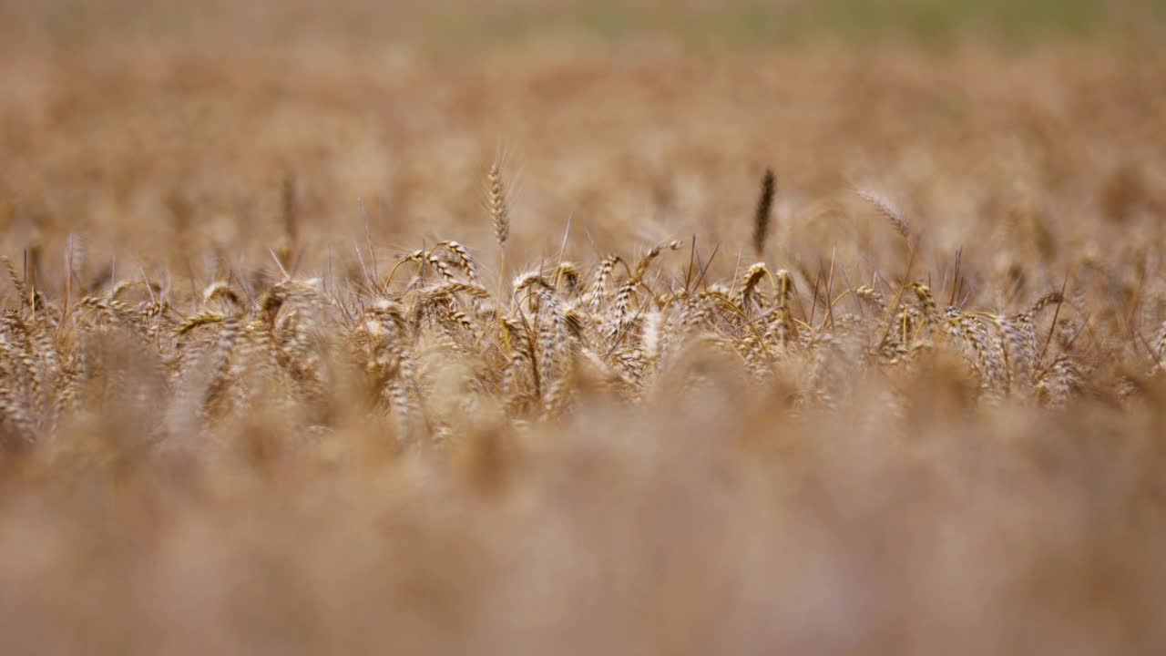 风吹在成熟的麦田里。在收获前，近距离观察金黄色的小麦植株。农业职业。视频下载