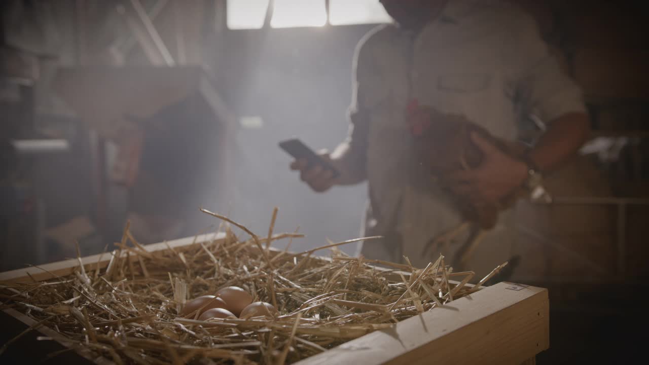 农民在谷仓里抱着一只母鸡，一边用手机视频素材