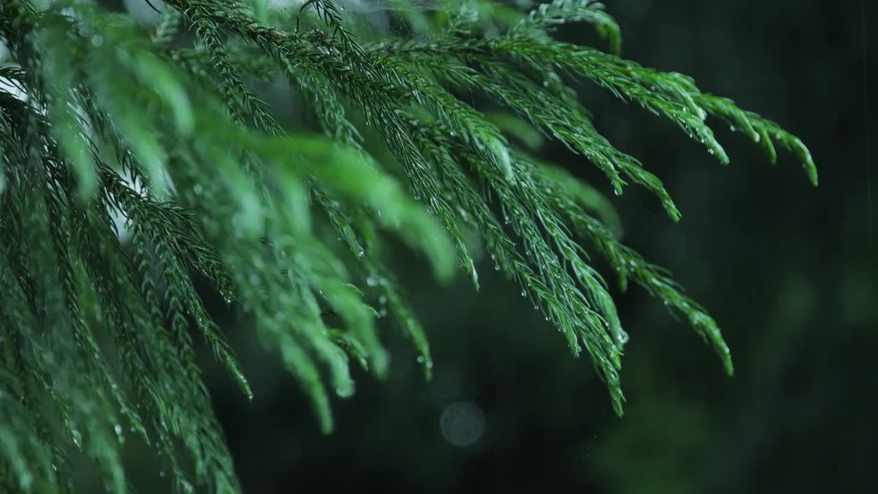 冷杉树枝在雨中视频下载