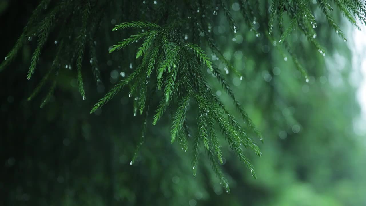 冷杉树枝在雨中视频素材