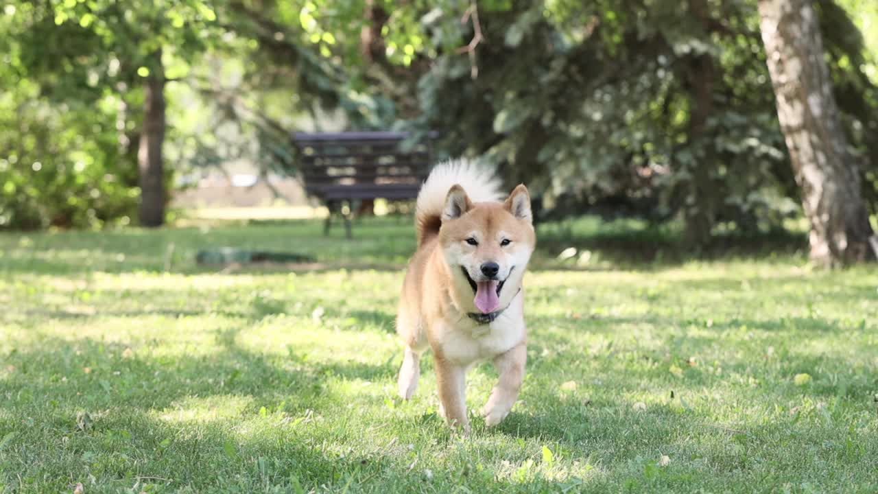 可爱快乐的狗狗Shiba Inu在绿色的草地上跑着，看着相机，在夏天玩得很开心视频下载