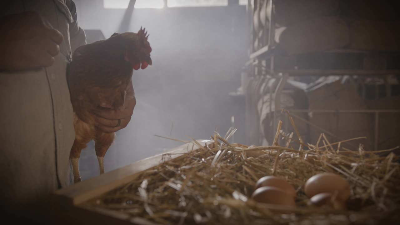 一个农民抱着一只母鸡，旁边是一个箱子，鸡蛋躺在干草上视频素材