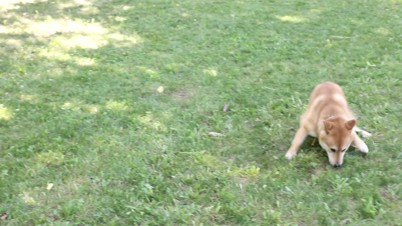好奇的柴犬在绿色的草地上玩耍，追逐自己的尾巴。快乐可爱有趣的小狗在夏天玩得很开心视频下载
