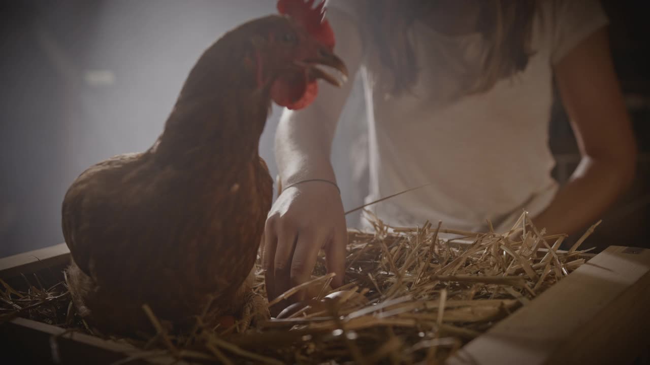 SLO MO DL一名年轻女子捡起躺在板条箱干草上的新鲜鸡蛋视频素材