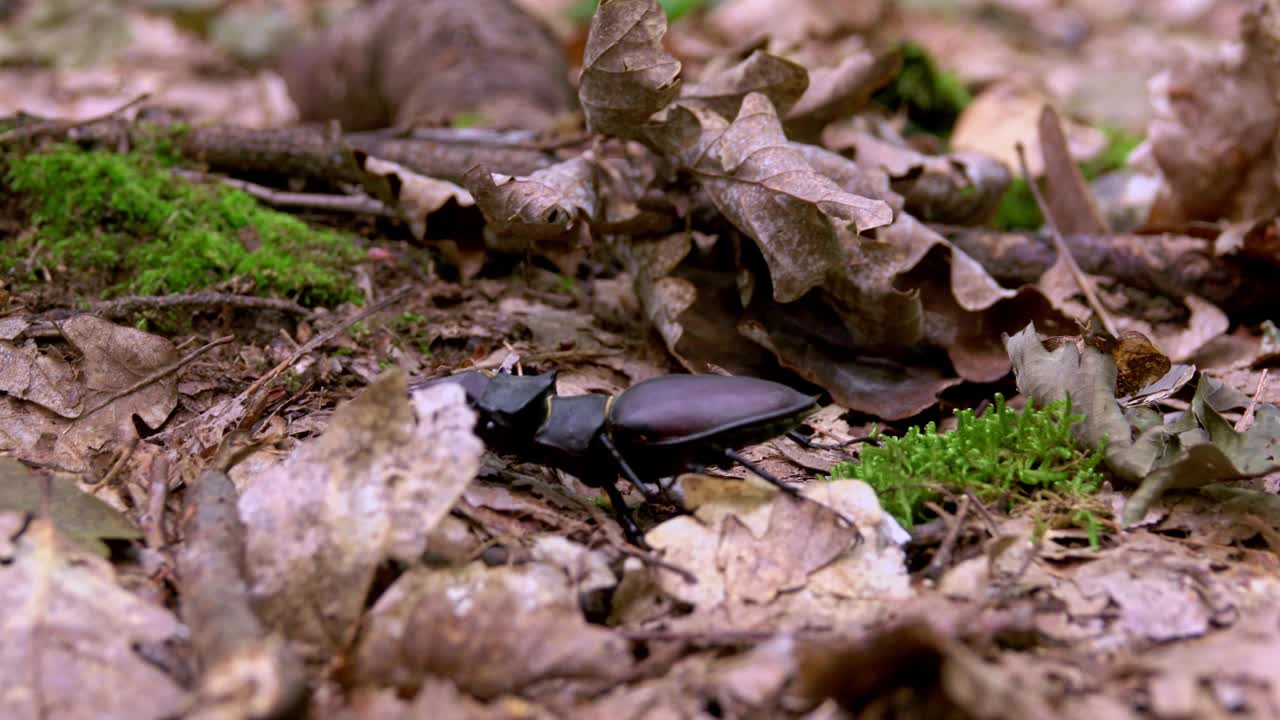 橡树林中的牡鹿甲虫。特写镜头。视频素材