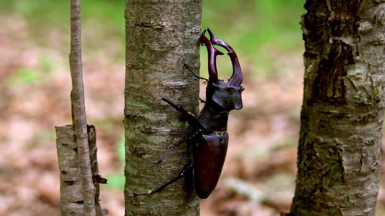 橡树林中的牡鹿甲虫。特写镜头。视频素材