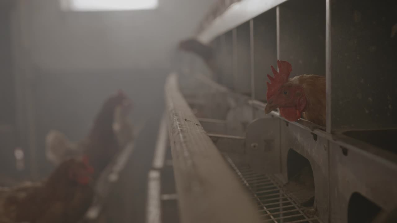 在产蛋鸡农场里的母鸡视频素材