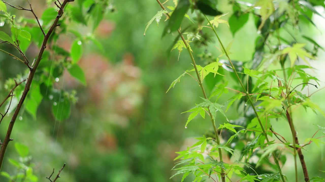 夏雨落在绿色的日本枫树叶子上，在微风中移动。平移镜头，实时拍摄，没有人视频素材