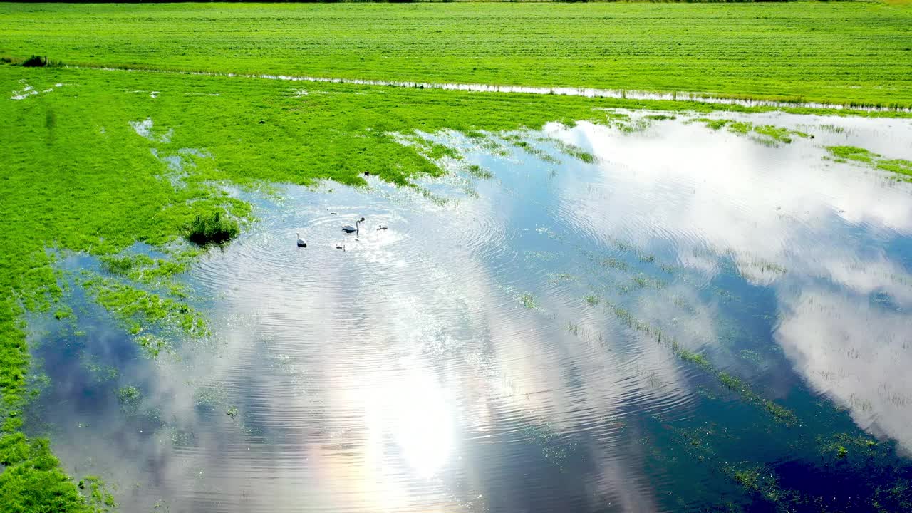 荷兰湿地的航拍镜头视频素材