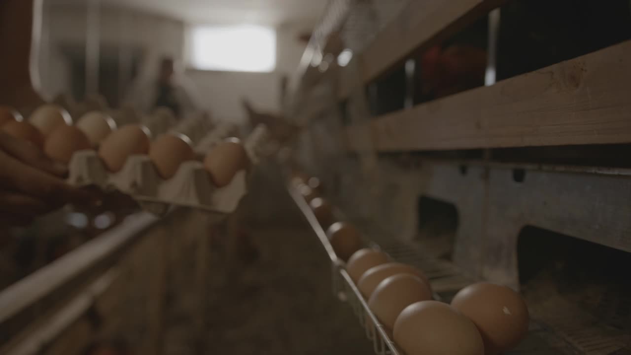 SLO MO女孩在养鸡场里采摘刚下蛋的鸡蛋视频素材