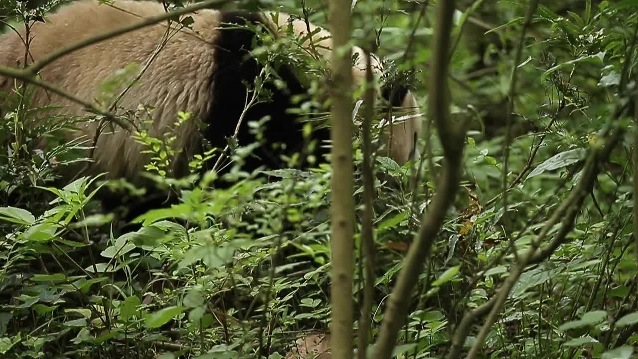一只寻找食物的大熊猫。视频素材