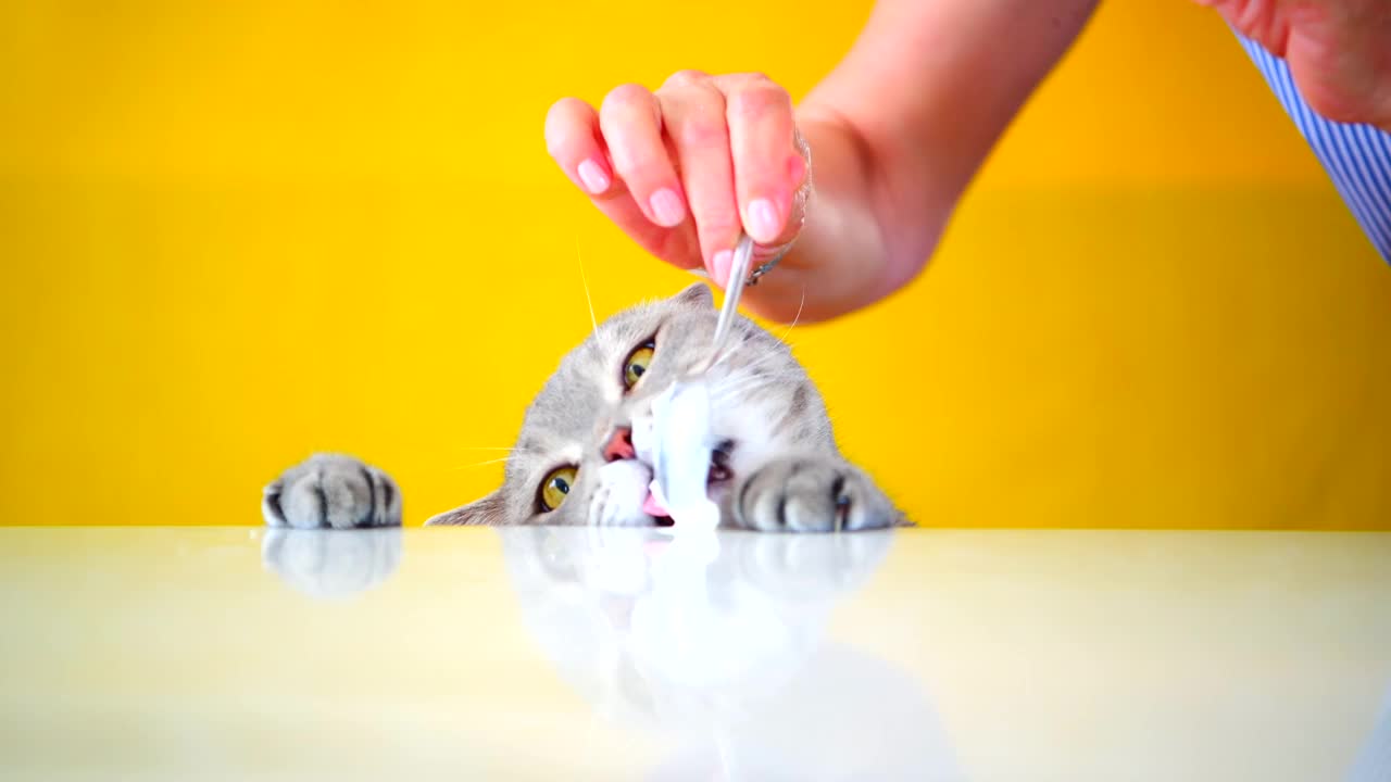 饥饿的猫舔着大理石桌上主人给的酸奶视频购买