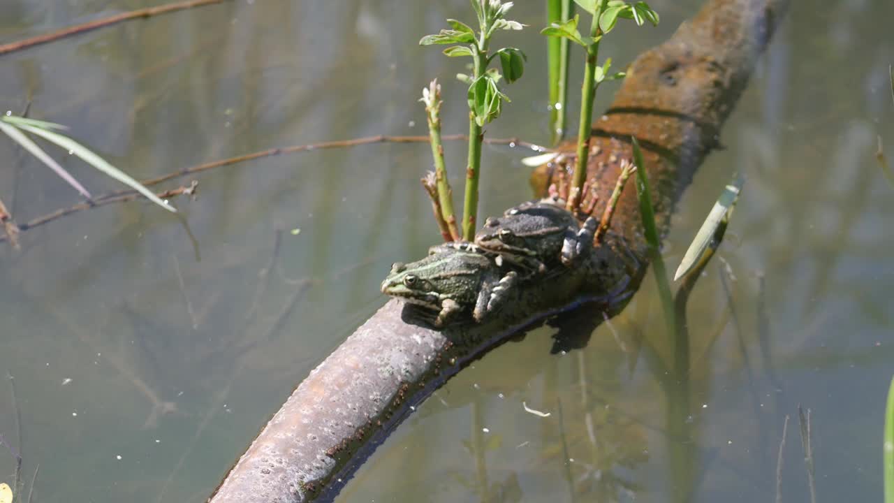 两只青蛙在水里的树枝上。视频素材
