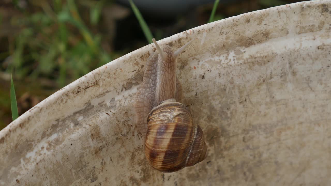 勃艮第蜗牛或蜗牛是一种陆地蜗牛。视频下载