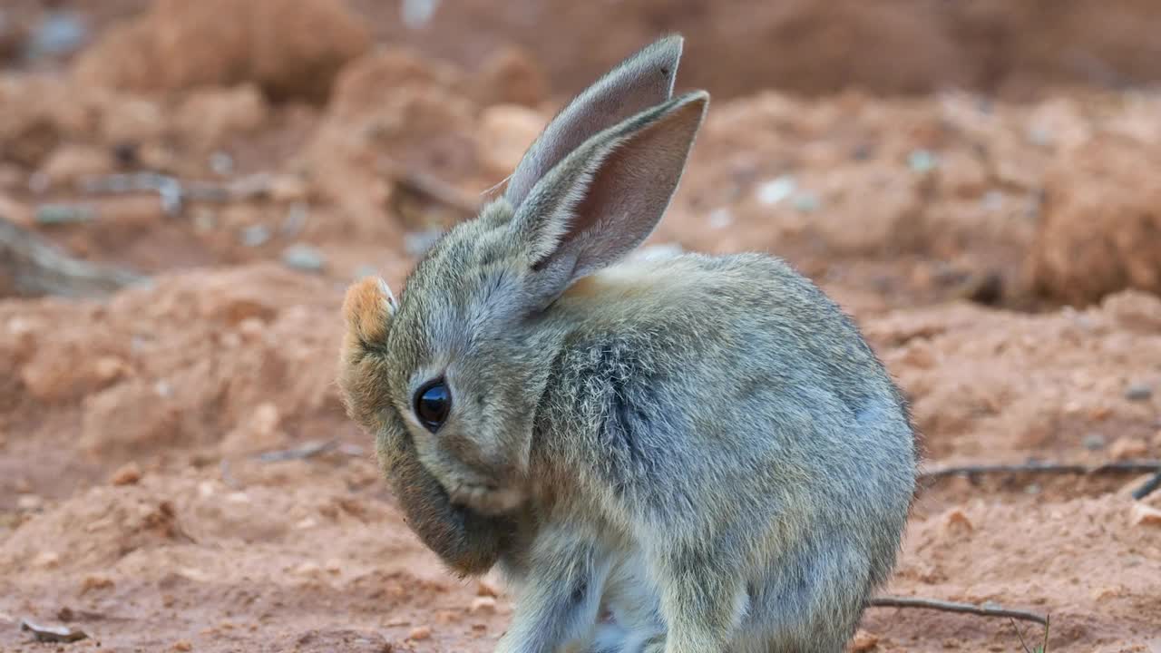 小灰兔在它的地洞旁边洗了洗，在田野里醒来。视频下载