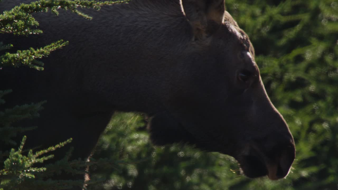 阿拉斯加，驼鹿幼崽散步。视频下载
