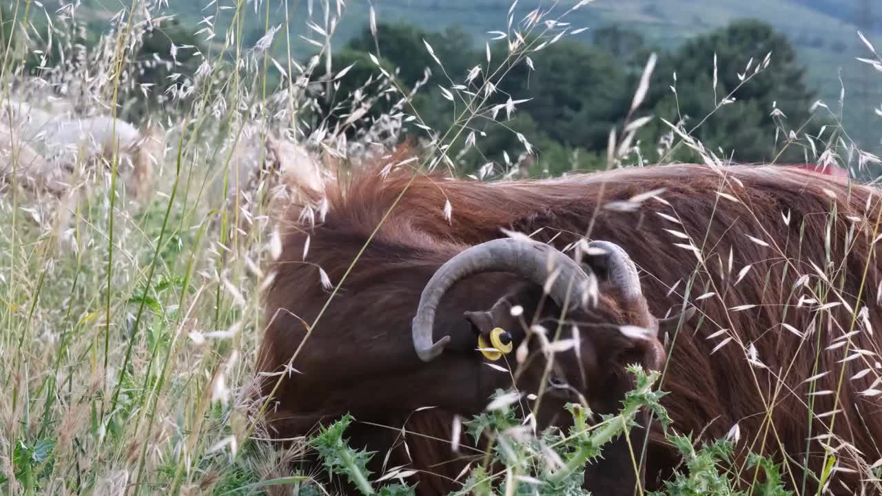 古尔邦古尔邦草原上吃草的山羊特写视频下载