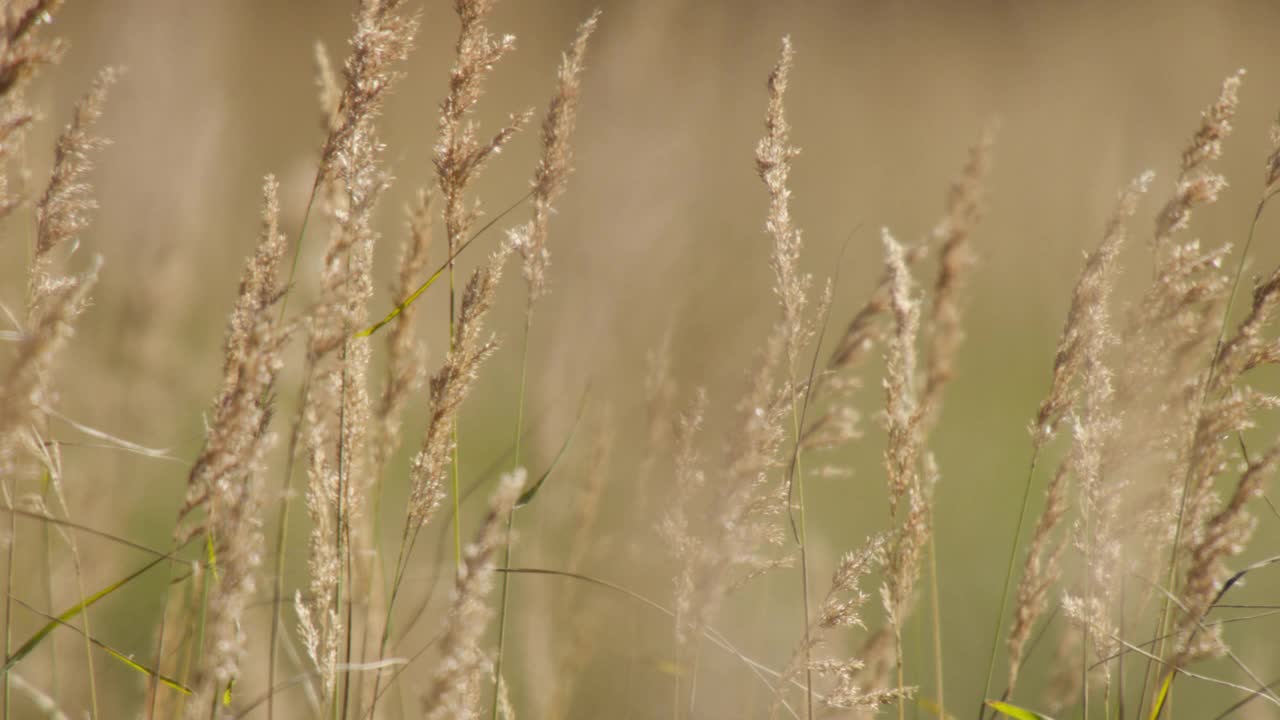 阿拉斯加，草在微风中摇摆。视频下载