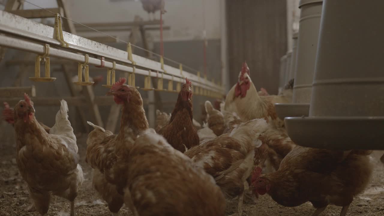 家禽农场内的鸡视频素材