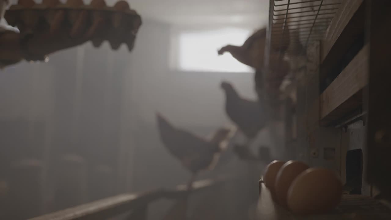 农夫的手在养鸡场里采摘新鲜的鸡蛋视频素材