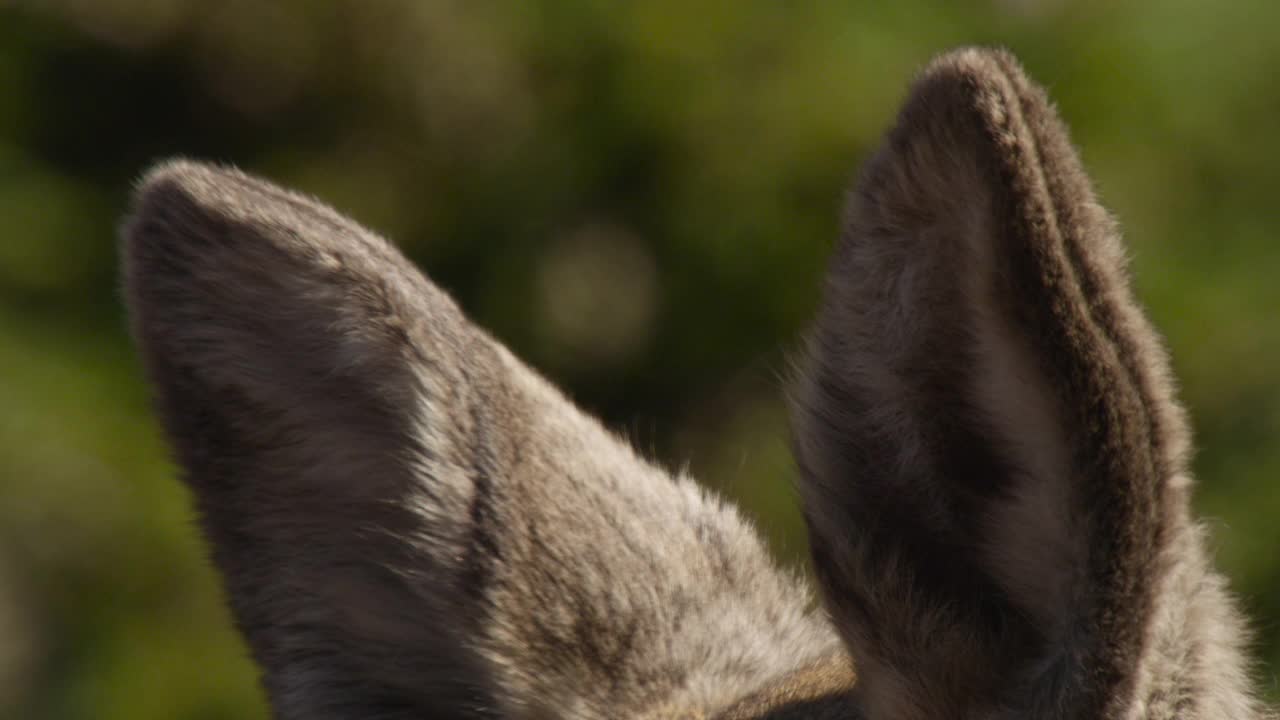 阿拉斯加驼鹿的耳朵。视频下载