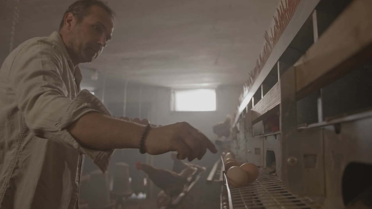 农夫在养鸡场里采摘新鲜鸡蛋视频素材