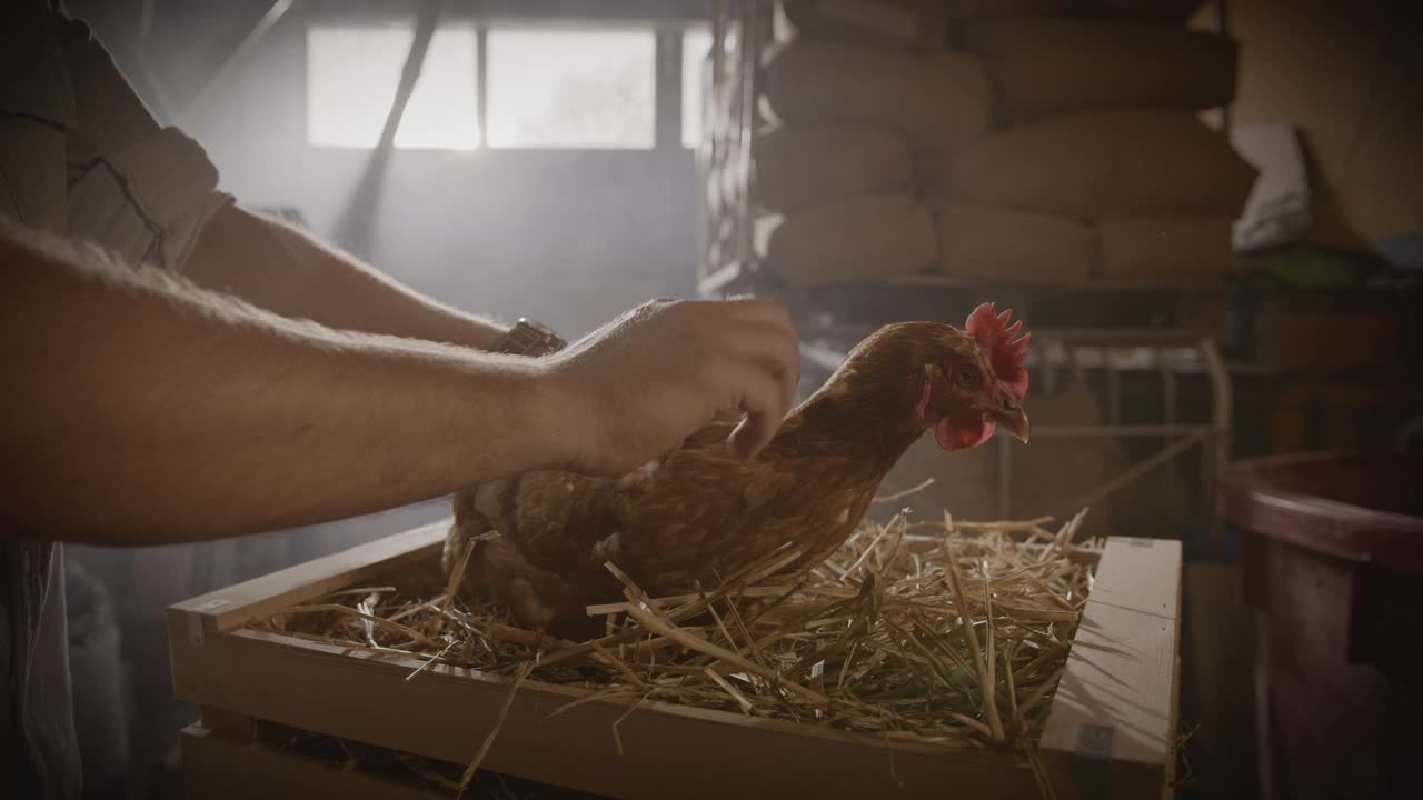 农夫抚摸着一只母鸡，母鸡正在箱子里的干草上下蛋视频素材