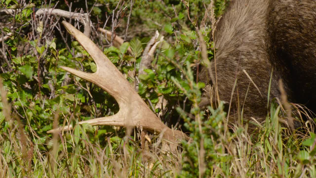 阿拉斯加，一只麋鹿在树上抖动鹿角。视频下载