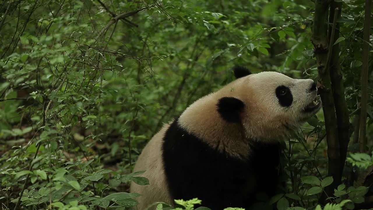 一只寻找食物的大熊猫。视频素材